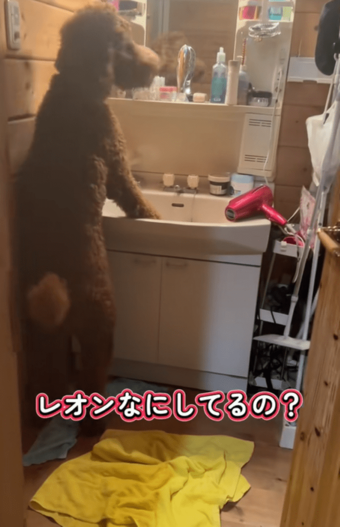 鏡を見つめるレオンくん（＠oh.my.dog242さんより提供）