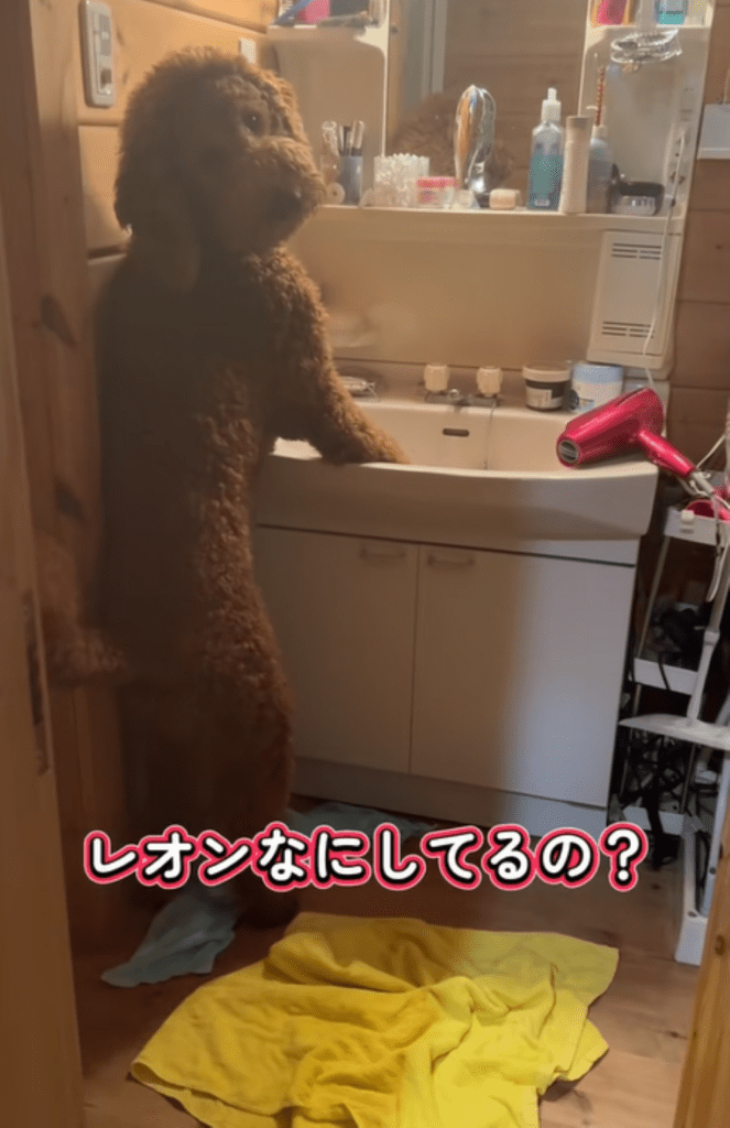 飼い主さん「何してるの？」（＠oh.my.dog242さんより提供）