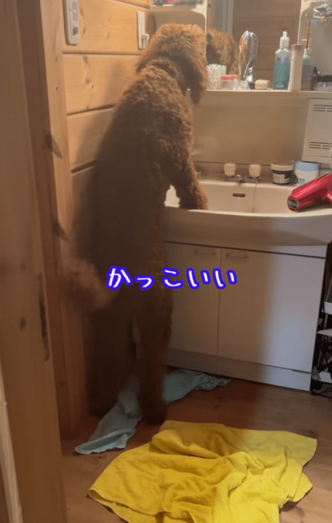 角度を変えて身を乗り出す様子（＠oh.my.dog242さんより提供）