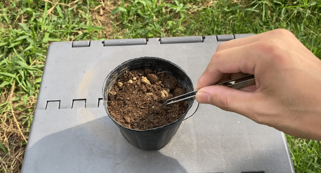 種から育てる様子（＠noringo_ringoさんより提供）