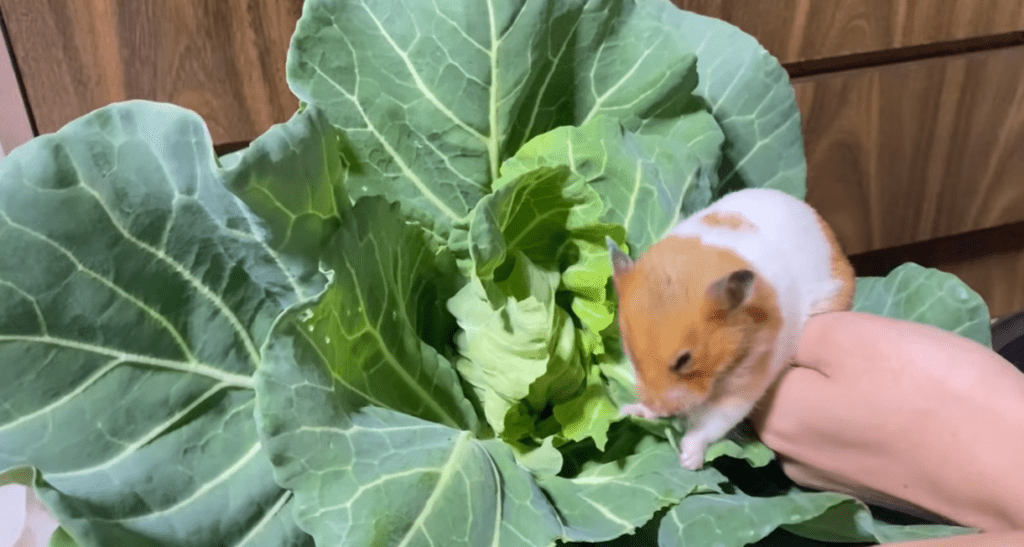 この日のメニューはキャベツ（＠noringo_ringoさんより提供）