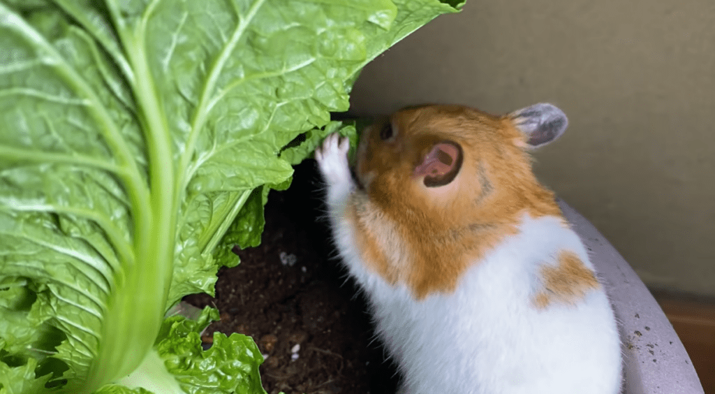 この日のメニューは白菜（＠noringo_ringoさんより提供）