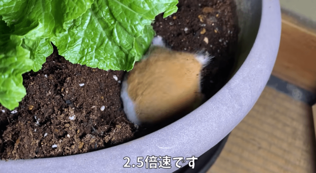 【実際の写真】出てきた生きもの