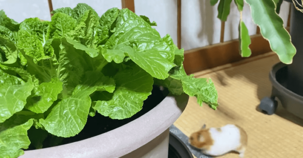 部屋を散歩中（＠noringo_ringoさんより提供）