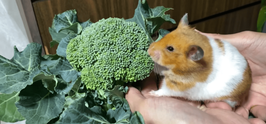 この日のメニューはブロッコリー（＠noringo_ringoさんより提供）