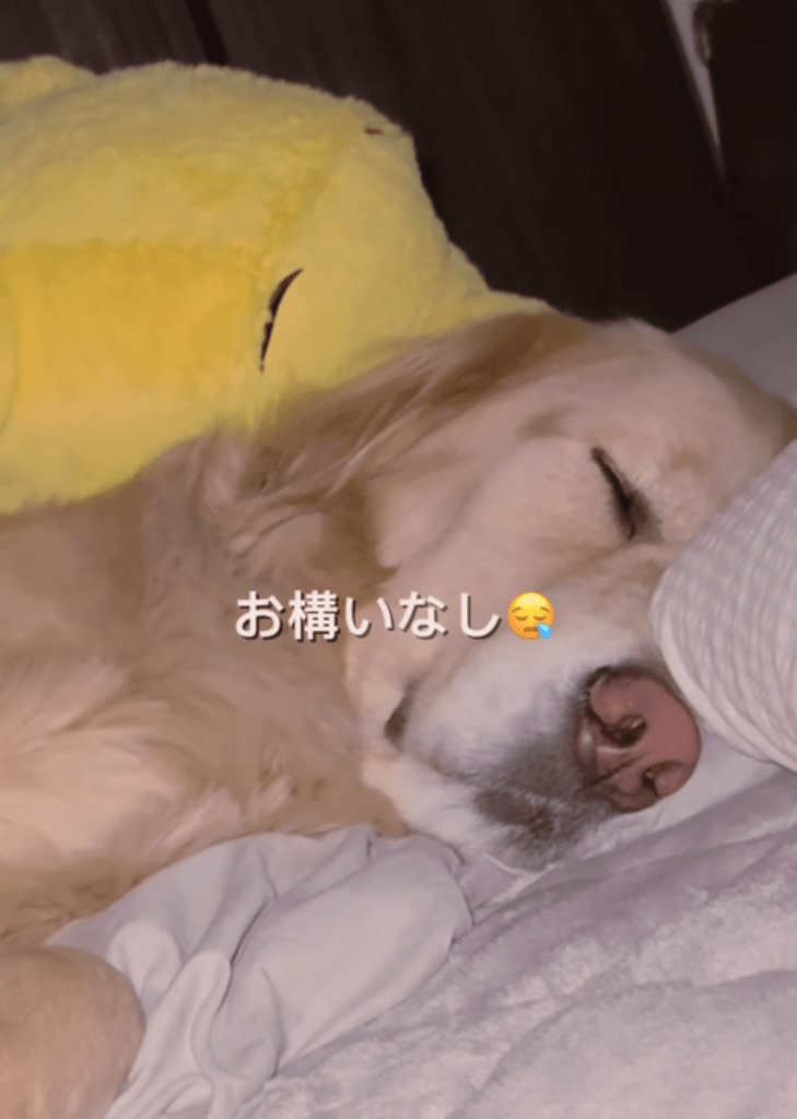 メルくんはお構いなし（＠meluuu927さんより提供）