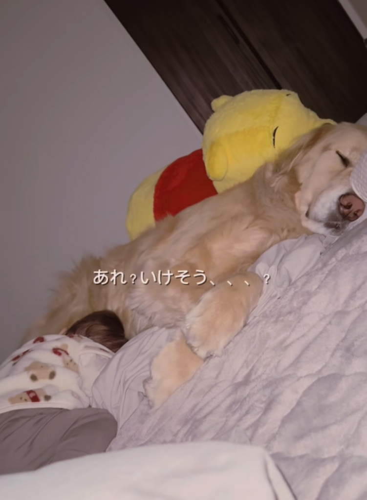 再び眠りにつくか…？（＠meluuu927さんより提供）