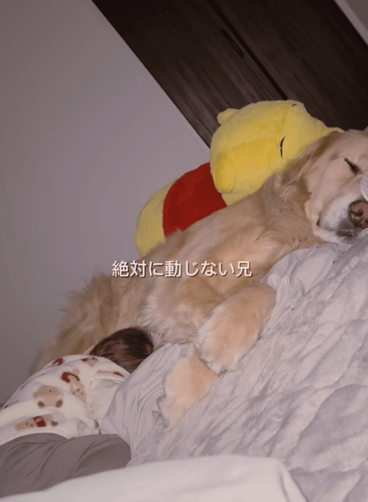 絶対に動じないメルくん（＠meluuu927さんより提供）