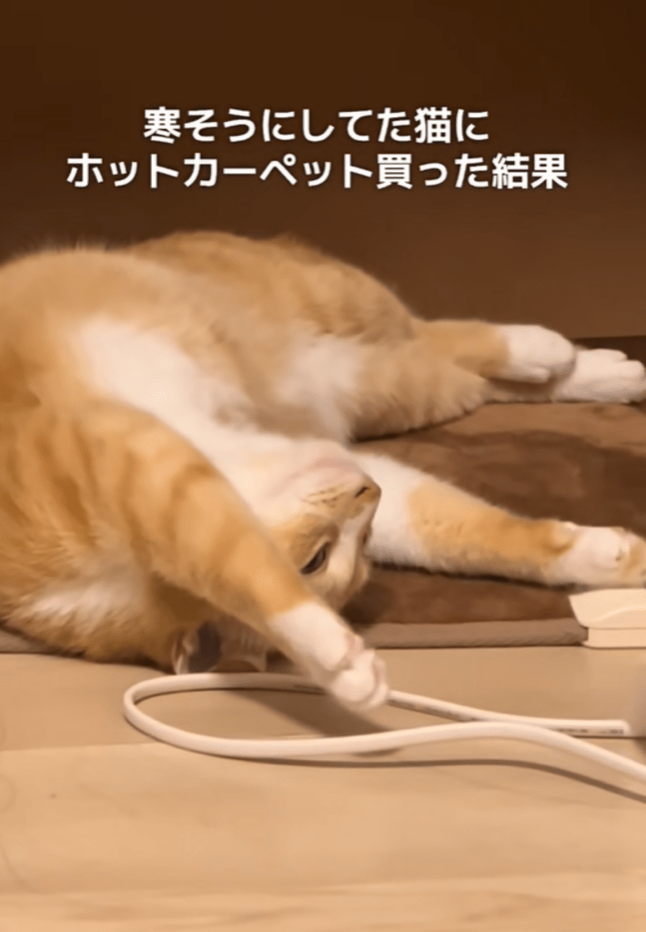 【実際の写真】家主が見た光景