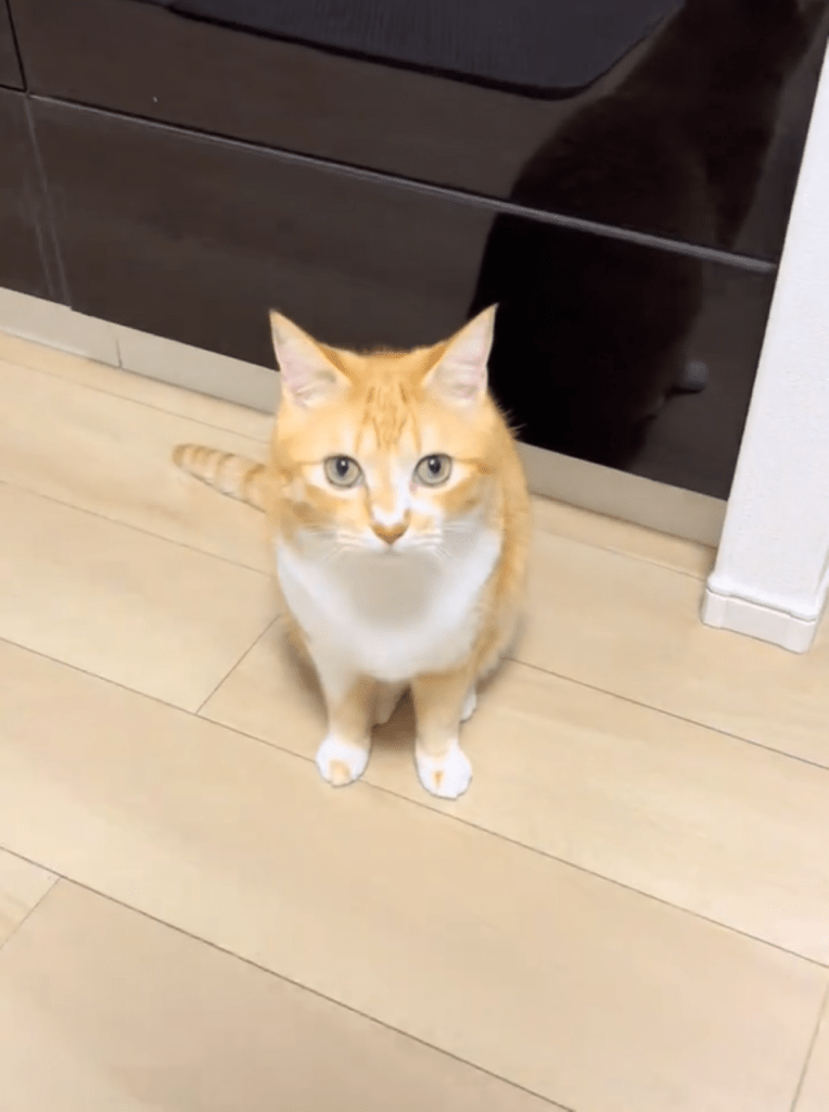 ゆず吉くん（＠maison.tanukichiさんより提供）