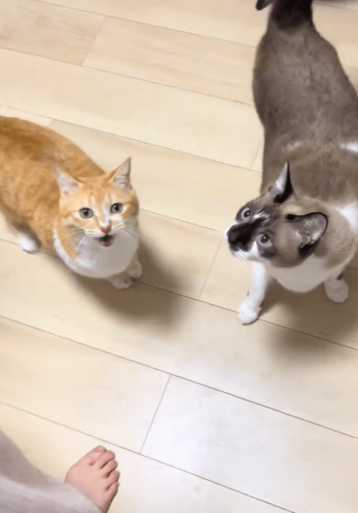 普段のゆず吉くんとたぬ吉くん①（＠maison.tanukichiさんより提供）