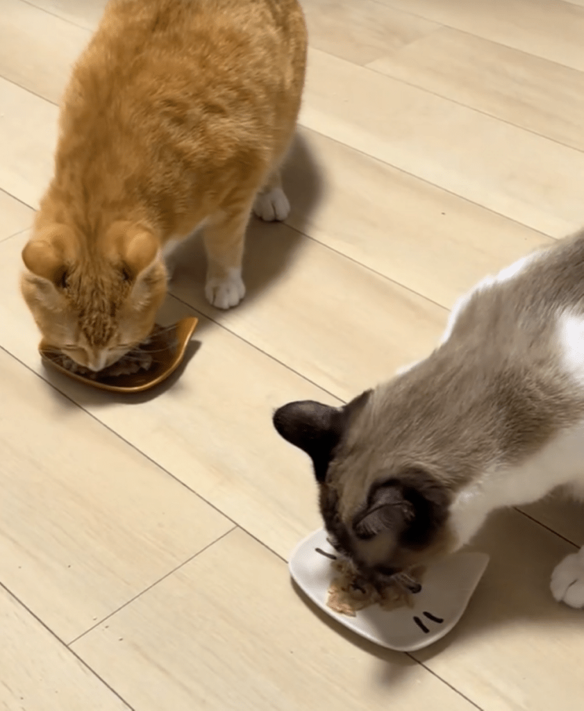 普段のゆず吉くんとたぬ吉くん③（＠maison.tanukichiさんより提供）