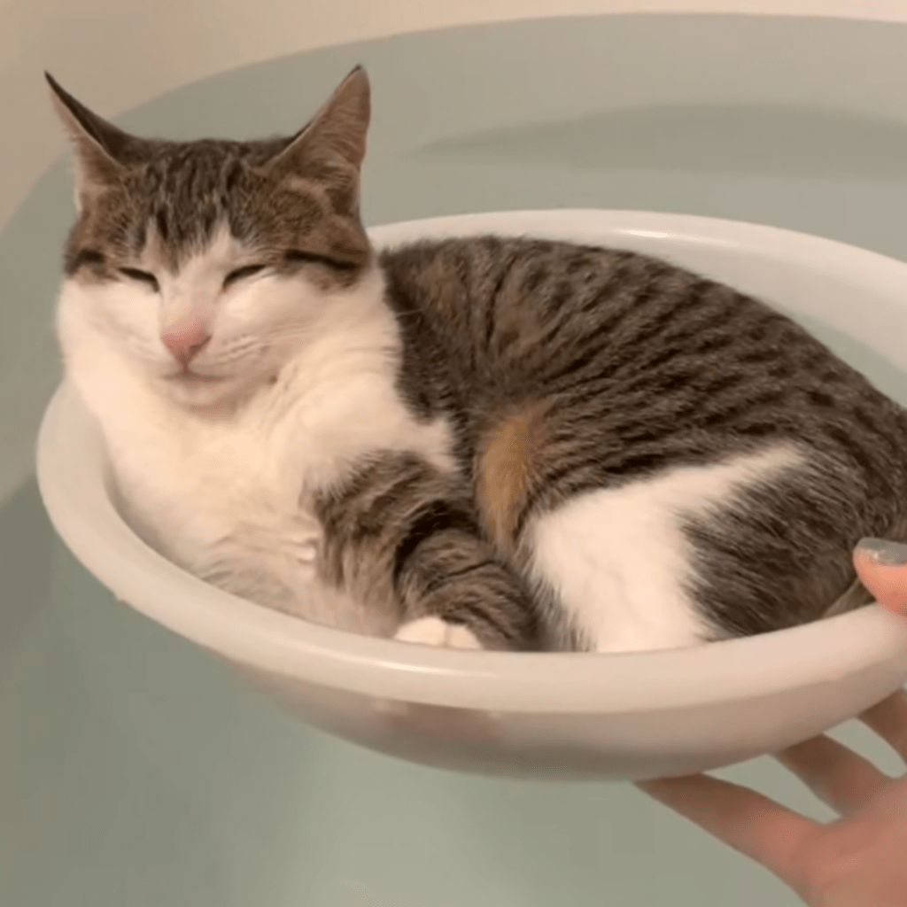 モクちゃんがウトウトしている場所とは…（@mimimoku324さんより提供）