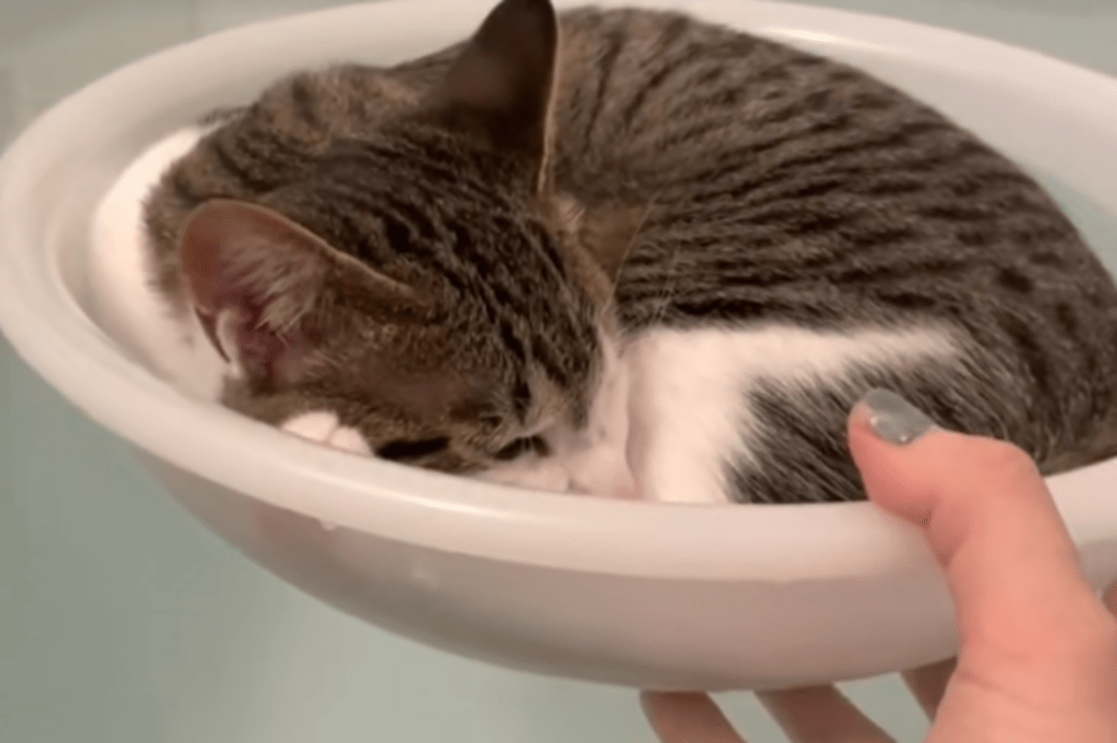 寝落ちしそう（@mimimoku324さんより提供）