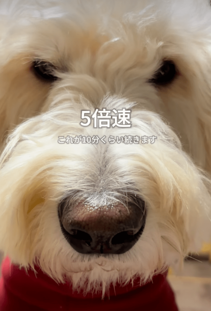 10分以上続きました（@cocoraysoraさんより提供）