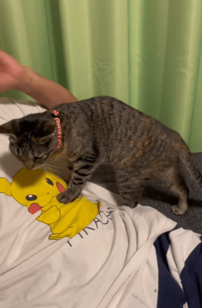 パパさんのお腹に乗る様子（＠3cats.motherさんより提供）