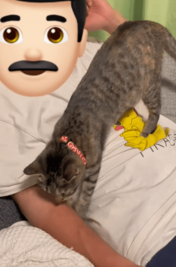 入れそうな隙間を発見（＠3cats.motherさんより提供）