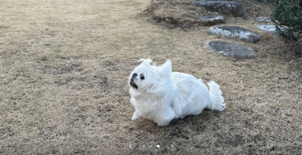 参考にした写真（＠uonome_itaiさんより提供）