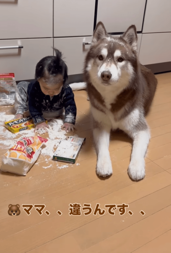 息子さんとたぬきちくん⑤（＠bokumarleyさんより提供）