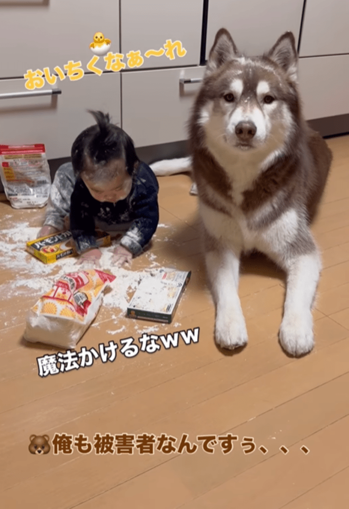 息子さんとたぬきちくん⑥（＠bokumarleyさんより提供）