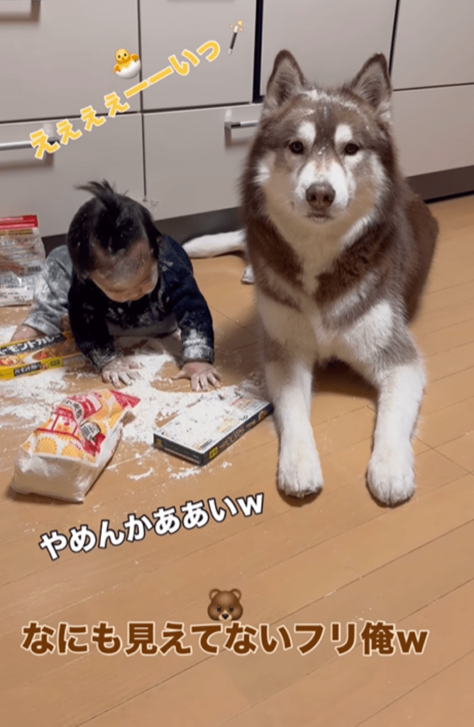 息子さんとたぬきちくん⑦（＠bokumarleyさんより提供）