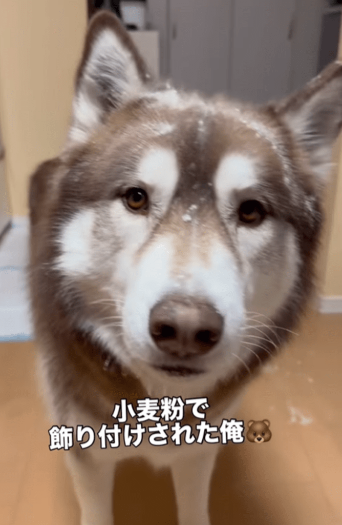 たぬきちくん①（＠bokumarleyさんより提供）