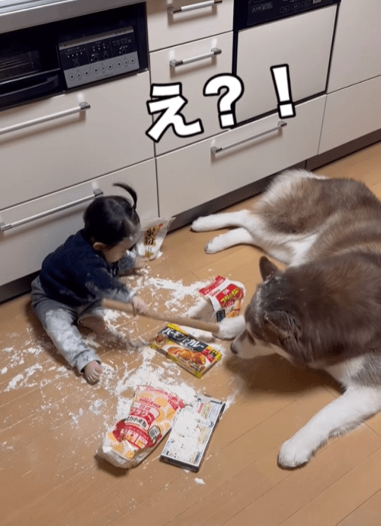 息子さんとたぬきちくん⑧（＠bokumarleyさんより提供）