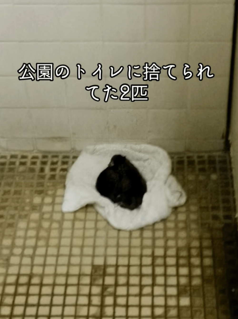 公園のトイレで見つけた2匹の捨て猫。「このままだと命が…」保護から9年、現在の姿に「最高です」「たくさん幸あれ」