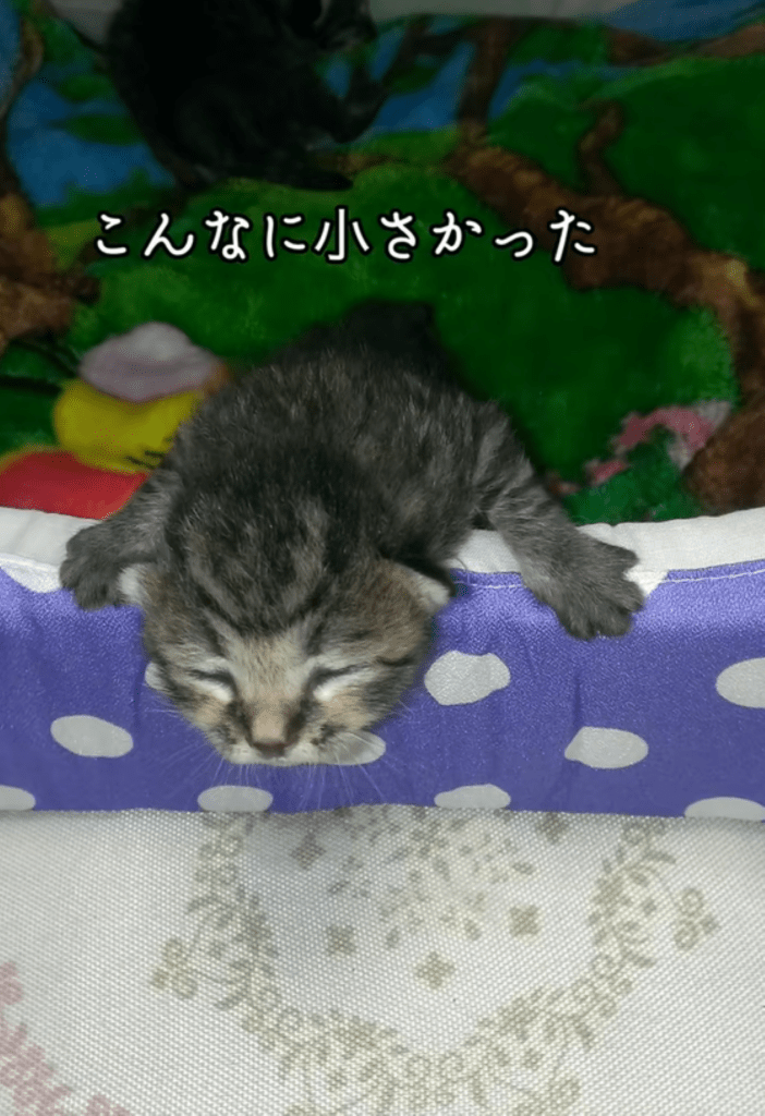 【実際の写真】9年後の姿