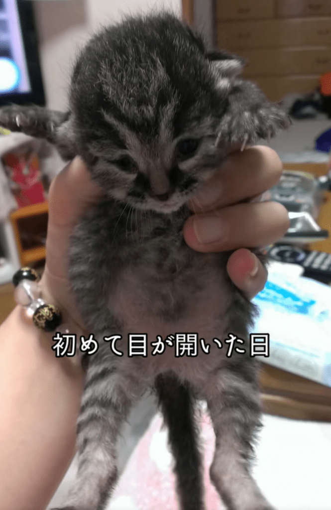 子猫時代②（＠totuji.suiさんより提供）