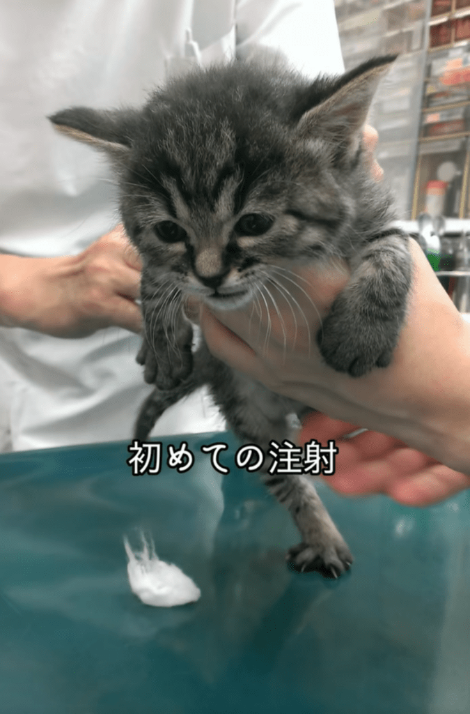 子猫時代③（＠totuji.suiさんより提供）