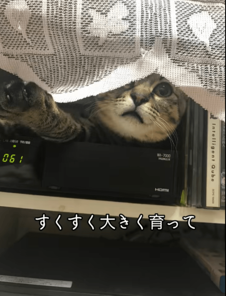 猫ちゃんたち①（＠totuji.suiさんより提供）