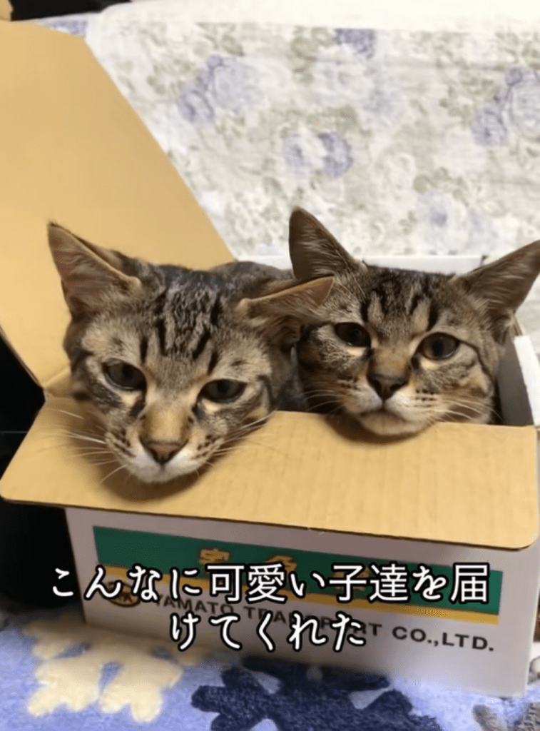 猫ちゃんたち②（＠totuji.suiさんより提供）