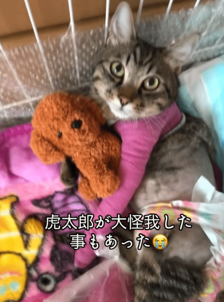 猫ちゃん①（＠totuji.suiさんより提供）