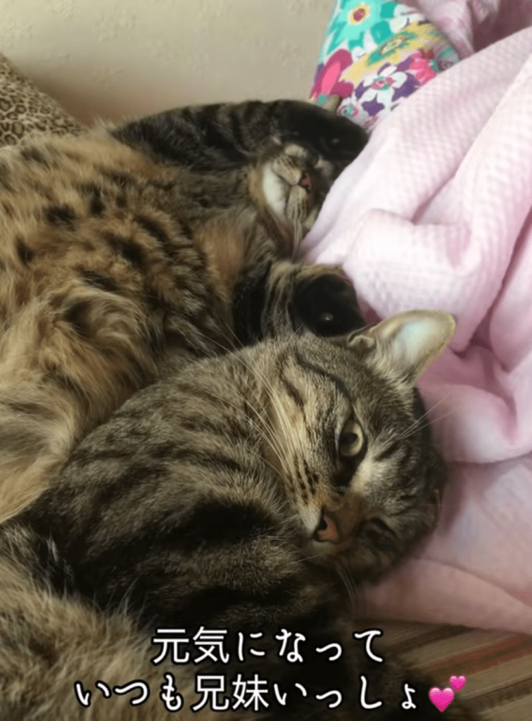 猫ちゃんたち③（＠totuji.suiさんより提供）