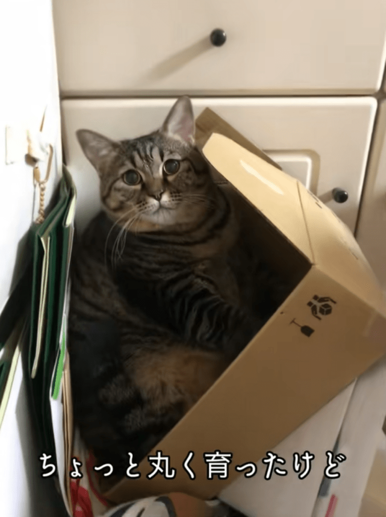 猫ちゃん②（＠totuji.suiさんより提供）