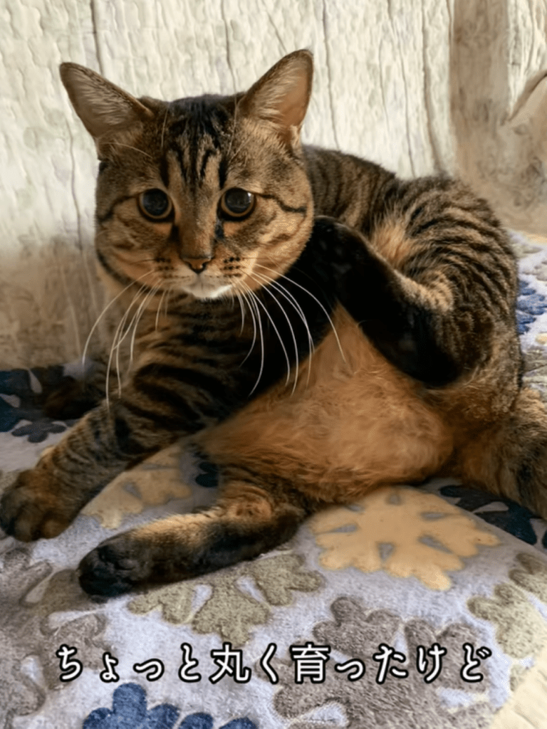 猫ちゃん③（＠totuji.suiさんより提供）