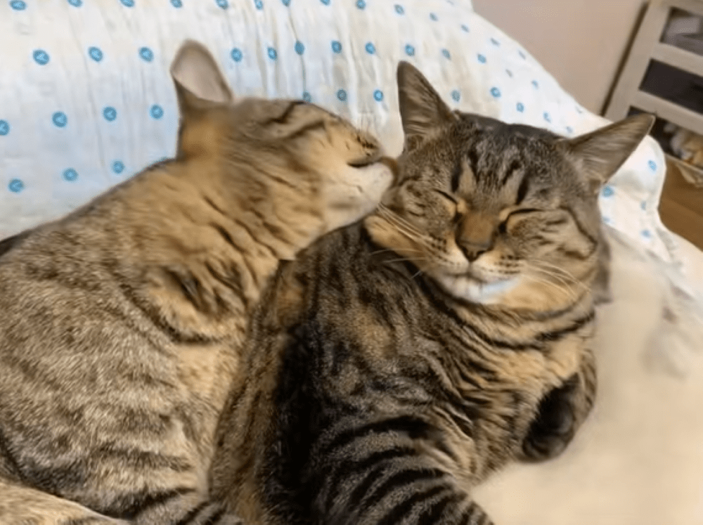 猫ちゃんたち④（＠totuji.suiさんより提供）