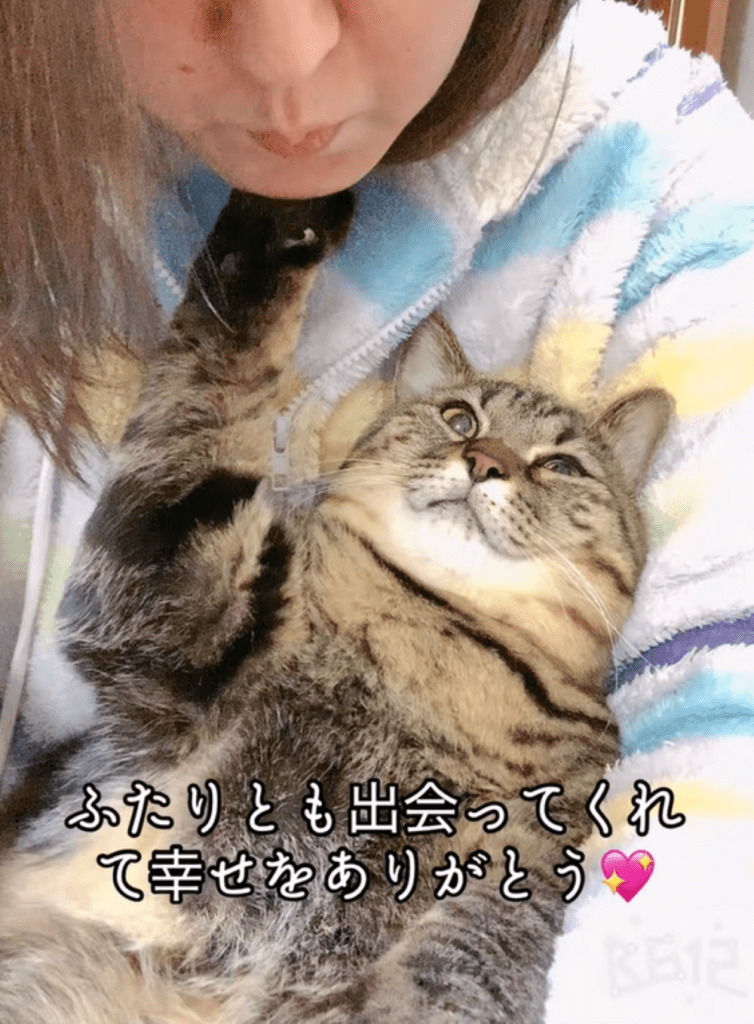 猫ちゃん④（＠totuji.suiさんより提供）