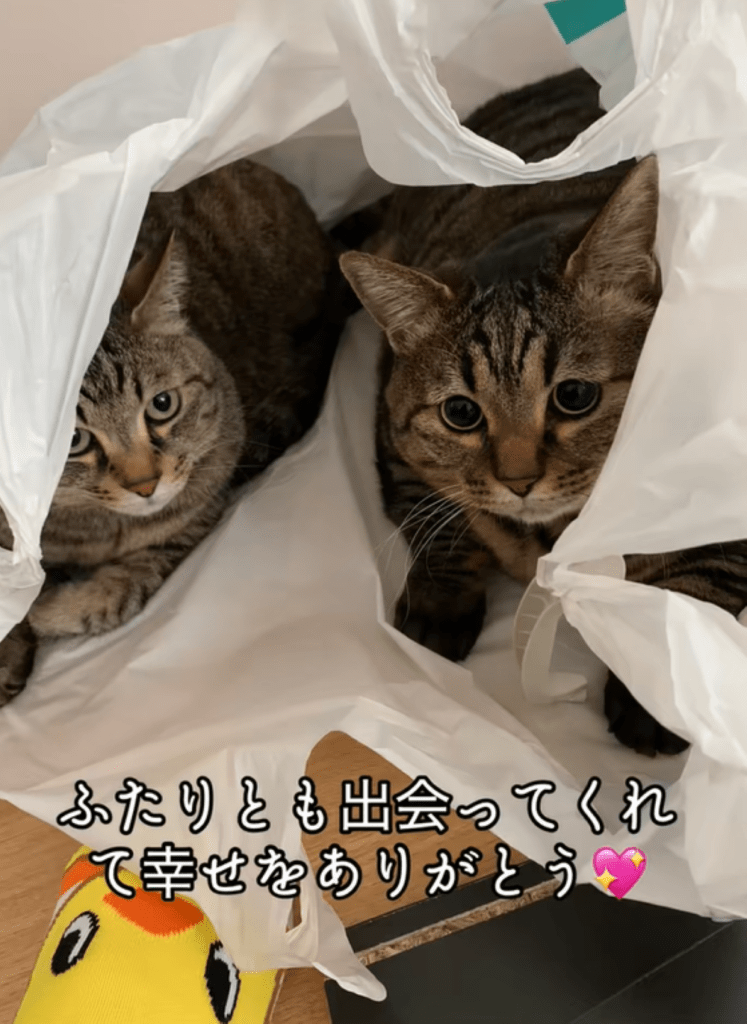 猫ちゃんたち⑤（＠totuji.suiさんより提供）