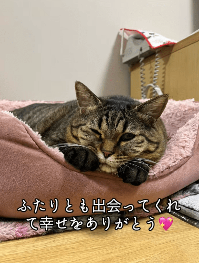 猫ちゃん⑤（＠totuji.suiさんより提供）