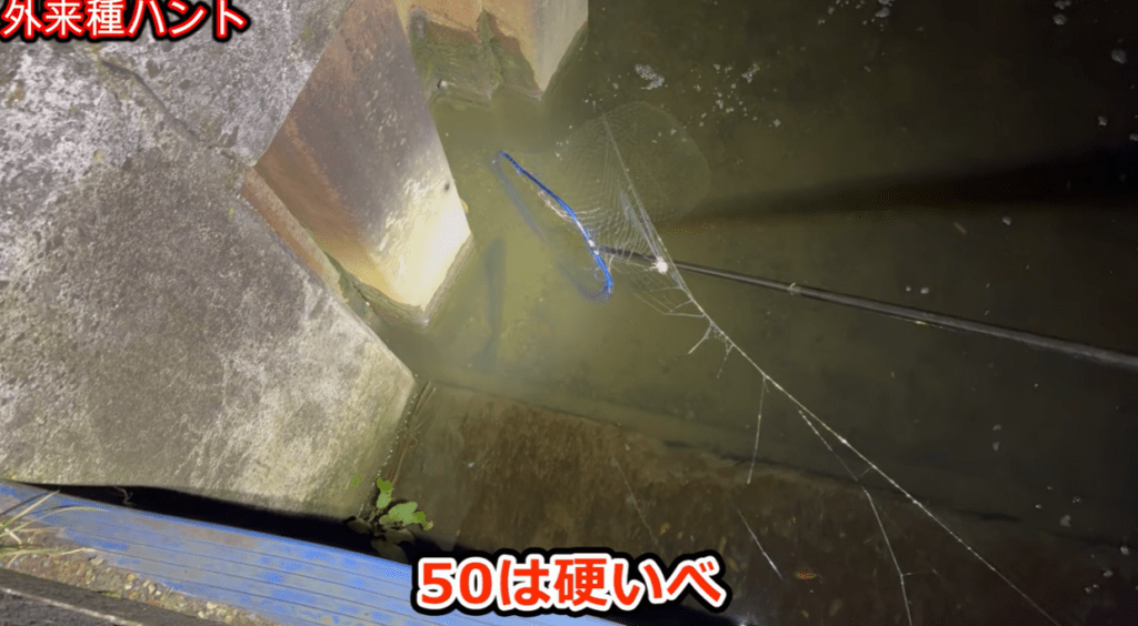 巨大魚を発見（＠Arakawa455さんより提供）