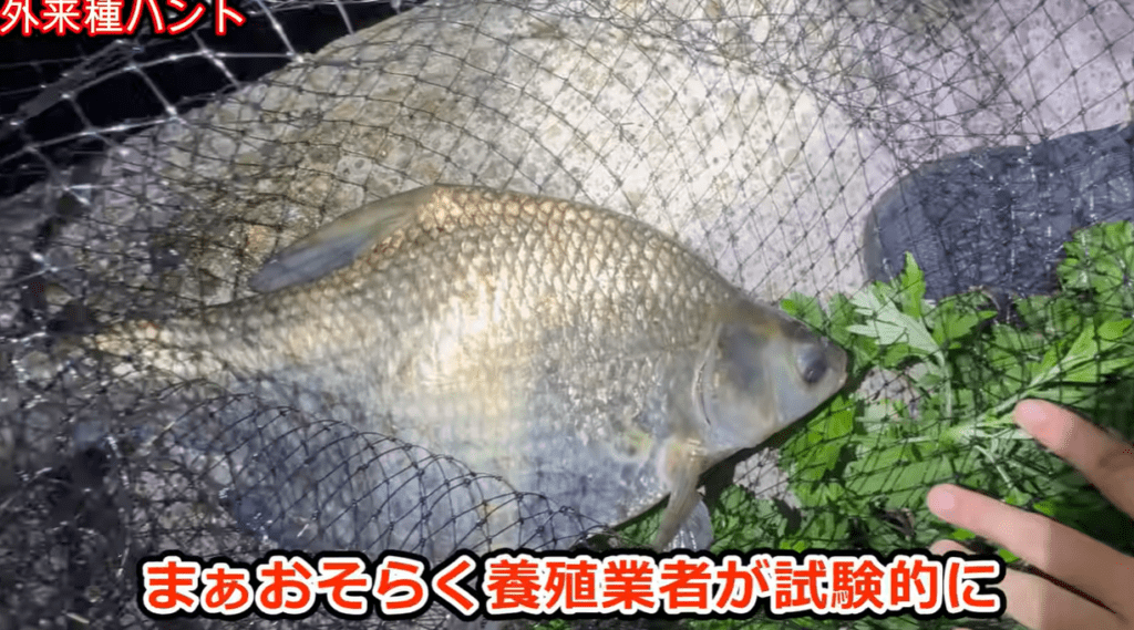 ダントウボウを捕獲（＠Arakawa455さんより提供）