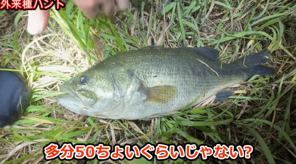 2匹目のブラックバス（＠Arakawa455さんより提供）