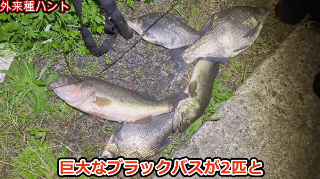 巨大魚5匹を捕獲（＠Arakawa455さんより提供）