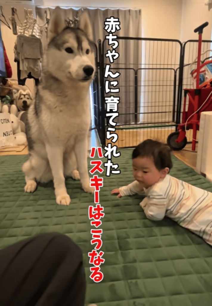 赤ちゃんとに育てられたハスキー（@haskin.huskyさんより提供）