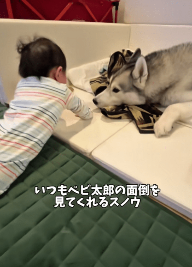 面倒見のいいスノウくん（@haskin.huskyさんより提供）