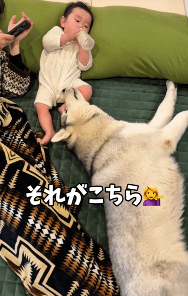 それが…（@haskin.huskyさんより提供）