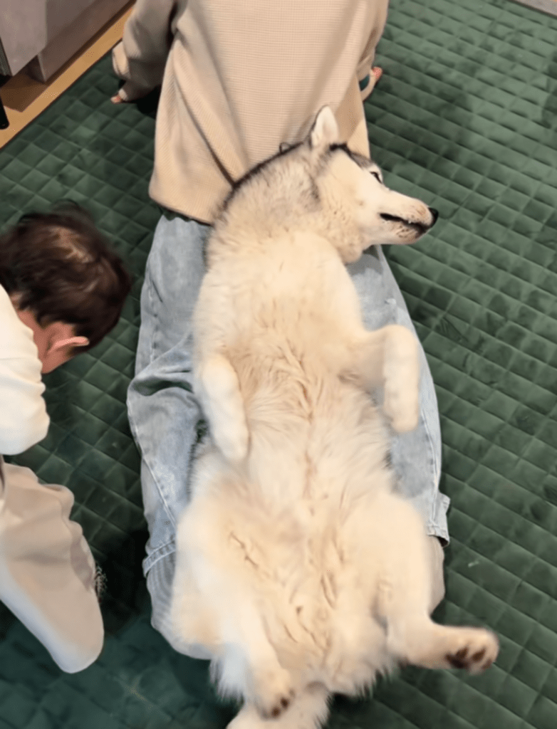 お腹を見せて…（@haskin.huskyさんより提供）