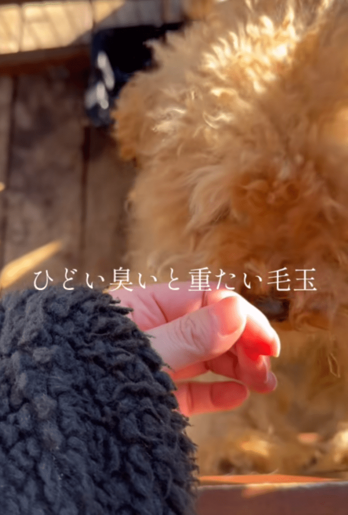 捨てられそうだった犬を保護（＠canon.animal.rescueさんより提供）